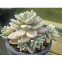 라울금 초보다육 반려식물 다육이금, 1개