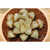 하월시아 옵투사 공기정화식물 화분 선물 개업선물 집들이 입사 선물, 1_플라스틱 사각화분(화분채 배송), 2_보황반