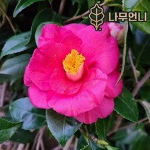 동백나무 나무언니, 동백 키60~80cm분묘 (색상랜덤), 1개