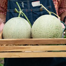 영화농산 영화청과 특급 멜론 8kg 가격 허니듀 머스크 시세, 녹색, 상세페이지 별도표기