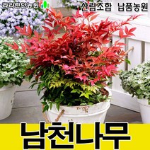 남천나무 3그루 모기퇴치식물 공기정화식물