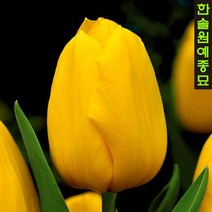 유럽 튤립 구근 - 컨쿼러(1팩5개)