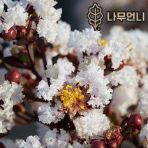 배롱나무 자엽배롱나무 백일홍 나무언니, 자엽배롱: 블랙다이아몬드 백색 4치장포트(2개묶음)