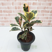 도희씨네 정원>> 그림같은 수채화 고무나무 160, 1개” class=”wr-img”></a></div></p></div></p></div></p></div><div class=