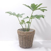 [DDA_ON]호프셀렘(중) 밀짚 바구니 실내공기정화식물, 본상품선택