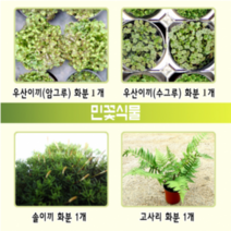 사이언샵 우산이끼 솔이끼 고사리, 상세설명참조