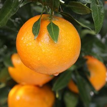 [올레돌밭농원] 23년 제주직송 돌밭레드향 1.5kg/2.5kg/4.5kg 가정용, 돌밭레드향4.5Kg 중소과