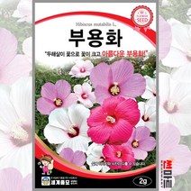 부용화 2g / 두해살이 꽃씨 씨앗 화단 정원 꽃밭