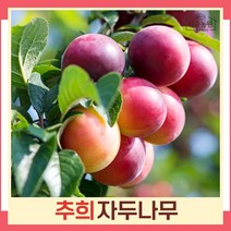 자두나무 묘목 후무사(포모샤) 접목1년생 뿌리묘 5개