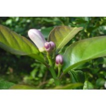 레몬(무농약제주그린레몬 )-3kg, 5kg