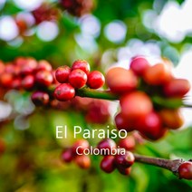 [위트러스트] 콜롬비아 엘 파라이소 플럼 500g Columbia El Paraiso/ 스페셜티 커피 원두, 핸드드립, 1개