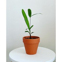 공기정화 관음죽 인테리어 미니화분