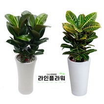 구리꽃배달 구리꽃집 개업화분, 소품, 01 금전수