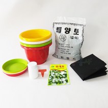 안개꽃키우기 7종, 단품