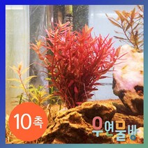 [우연물방] 로탈라 홍콩 10촉 / 수초 어항용품 어항수초, 1개