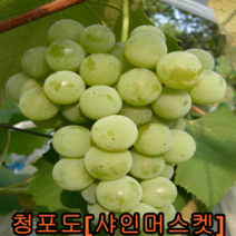 청포도(샤인머스켓)삽1년2그루+왕살구 접목1년 1그루 나무 묘목 묘목판매