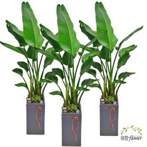 극락조 여인초 고급 대형 관엽식물 화분배달, 1개