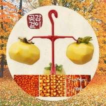 곶감 반건시 감말랭이 걸이 건조대 홍시 꼭지걸이 꼭지핀 100개, 곶감 10개걸이(10개)