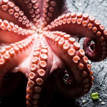 [추석명절선물세트] 명절 제수용 문어 한마리 1kg 1.5kg 2kg 3kg 자숙문어 삶은 데친 돌문어 문어숙회 올더파인, 2. 제수용 한마리 자숙문어 1.5kg