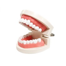 1 Pack Standard Teeth Model(NO WISDIM TEETH) Standard Teeth Model YOUYA DENTAL Kids Dental Teachin