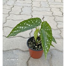 베고니아 소요카제 공기정화식물 (소품), 1개