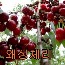 왜성체리접1특 1그루+대왕대추 1그루+흑자두1 묶음 나무 묘목 과일나무 유실수