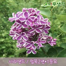 착한가격 나무생각 유럽라일락(센세이션) 접목2년1등묘, 주