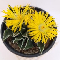 가을꽃 미파 다육이 흰선이 선명한 다육1-30