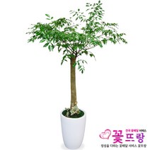 꽃뜨랑 전국배송 대형화분 행운목 해피트리 스투키 금전수 개업화분 당일배송꽃배달, A09 행복나무, 1개