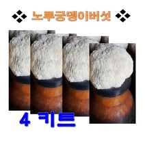 노루궁뎅이 버섯 키트 키우기- 4개