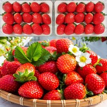 새콤달콤 담양 생딸기 설향 딸기 1kg 500g, 설향딸기 1kg(500g+500g) 대과