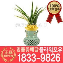 [플라워포유] 태양관 동양난 서양난 승진축하 인사이동 개업난 선물 꽃배달 동양란 개업화분