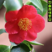 홑꽃동백 포트 - 꽃나무 화목 관목류, 01-1. 야생동백(홑꽃)-H0.8분묘, 1개
