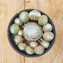 왕거미줄 바위솔 노지월동 기본포트 선별발송, 1개