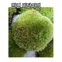 국내산 자연 천연비단이끼17*13cm팩5개 가는흰털이끼 고급화분장식 테라리움 풍란 목 석부작 분재 조경 공기정화식물