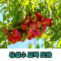 유실수 과실수 과일나무 묘목 모음, 하코트살구접목묘묘