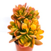 황금염좌 예쁜 다육식물 크라슐라 속 염자 다육, 단품, 1개