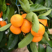 묘목 하귤나무 3년생 (분) W0345, 1개