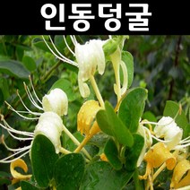 인동덩굴/인동초 다년생 포트묘 5개/야생화