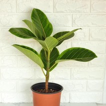 뱅갈고무나무 실내 키우기쉬운 거실 식물 화분 화초 고무나무 _ 2304041EA, 쿠팡윤쓰 판매이력 본상품선택