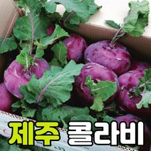 22년 제주한경면 콜라비 직접재배 당일수확 품질우수 제철 국내산 콜라비 5kg 10kg 15kg, 콜라비 10kg (12~18개내외)