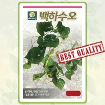 백하수오 씨앗 50립 나물 산나물 약초 종자 씨 봄 여름 가을 하수오씨 DN