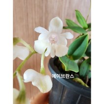 덴드로비움 에이브란스 토분, 1개