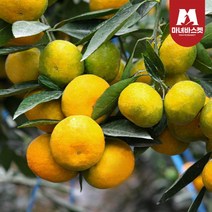 마녀바스켓 [마녀바스켓] 제주도 조생 감귤 4.5kg_프리미엄과(S), 1
