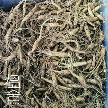 ONSUM 3년근 장뇌삼 인삼 모종 산양삼 산삼 묘삼 뿌리, 장뇌삼3년근 50뿌리(3월중순발송)
