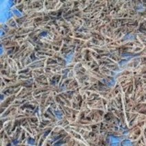 와송 건재 300g, 1개