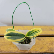 황금호접란 걸이 (무늬종) 새로입고