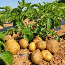 제주 구좌 햇 수미 포슬 카스테라 감자 2kg 3kg 5kg 10kg, 감자/10kg/상/개당 80g ~110g 내외