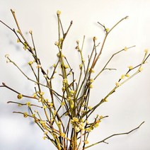 [코코 플라워] 산동백 생강나무 생화택배 꽃배달싼곳 한단