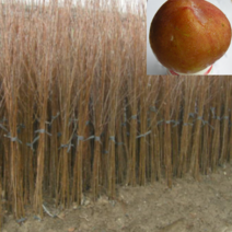 (Dg소망)로얄대석자두나무묘목(접목1년) 2그루